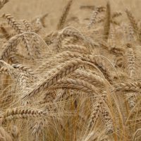 wheat-g909e45a30_1280